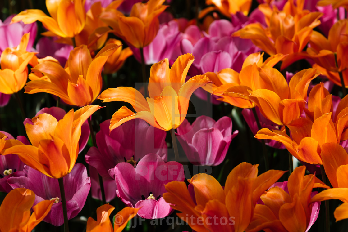 "Colorful spring fresh dutch tulips. Assorted colors. Pink and orange" stock image