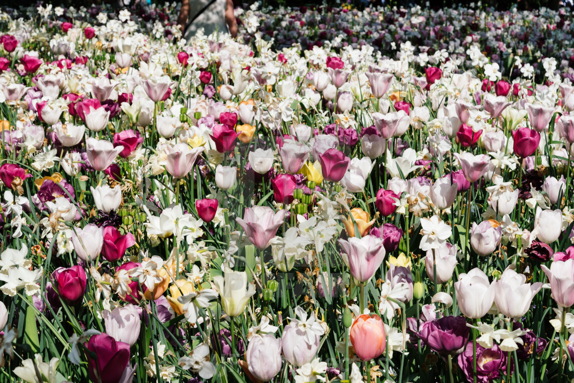 "Colorful spring fresh dutch tulips. Assorted colors" by JJF arquitectos - $18.68 "Colorful spring fresh dutch tulips. Assorted colors" stock image