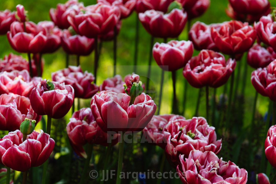 "A stunning photo capturing rows of tall red tulips standing tall in a sea of lush green field" stock image