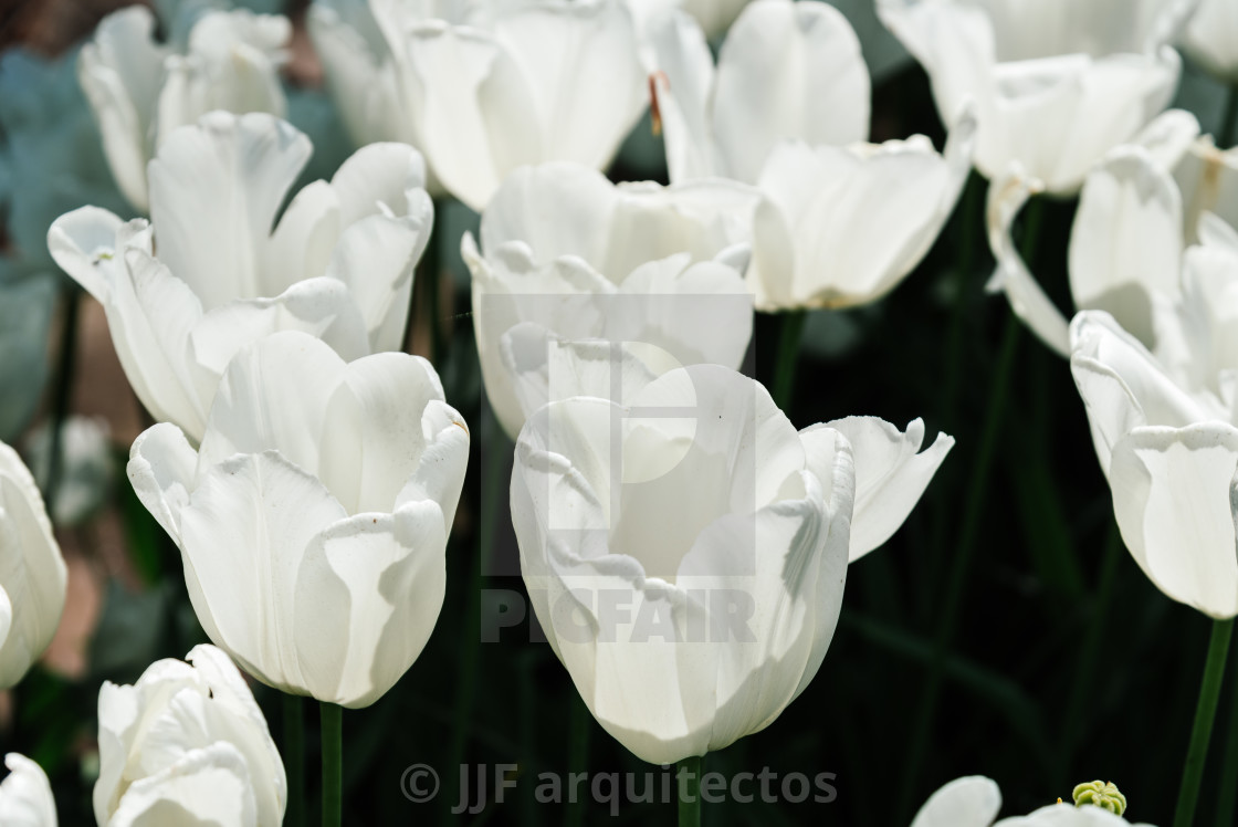 "Colorful spring fresh dutch tulips. White color" by JJF arquitectos - $18.68 "Colorful spring fresh dutch tulips. White color" stock image