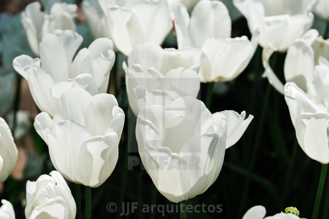 "Colorful spring fresh dutch tulips. White color" stock image