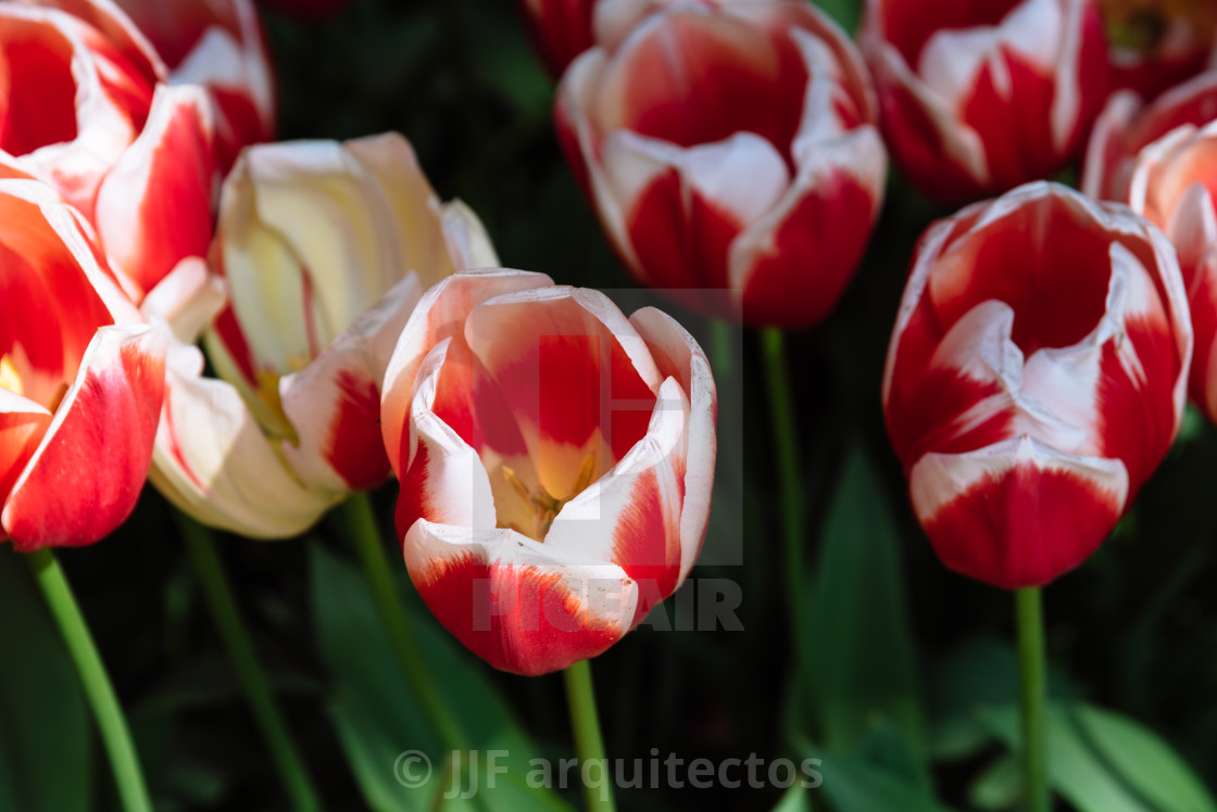 "Colorful spring fresh dutch tulips. Assorted colors" by JJF arquitectos - $18.68 "Colorful spring fresh dutch tulips. Assorted colors" stock image