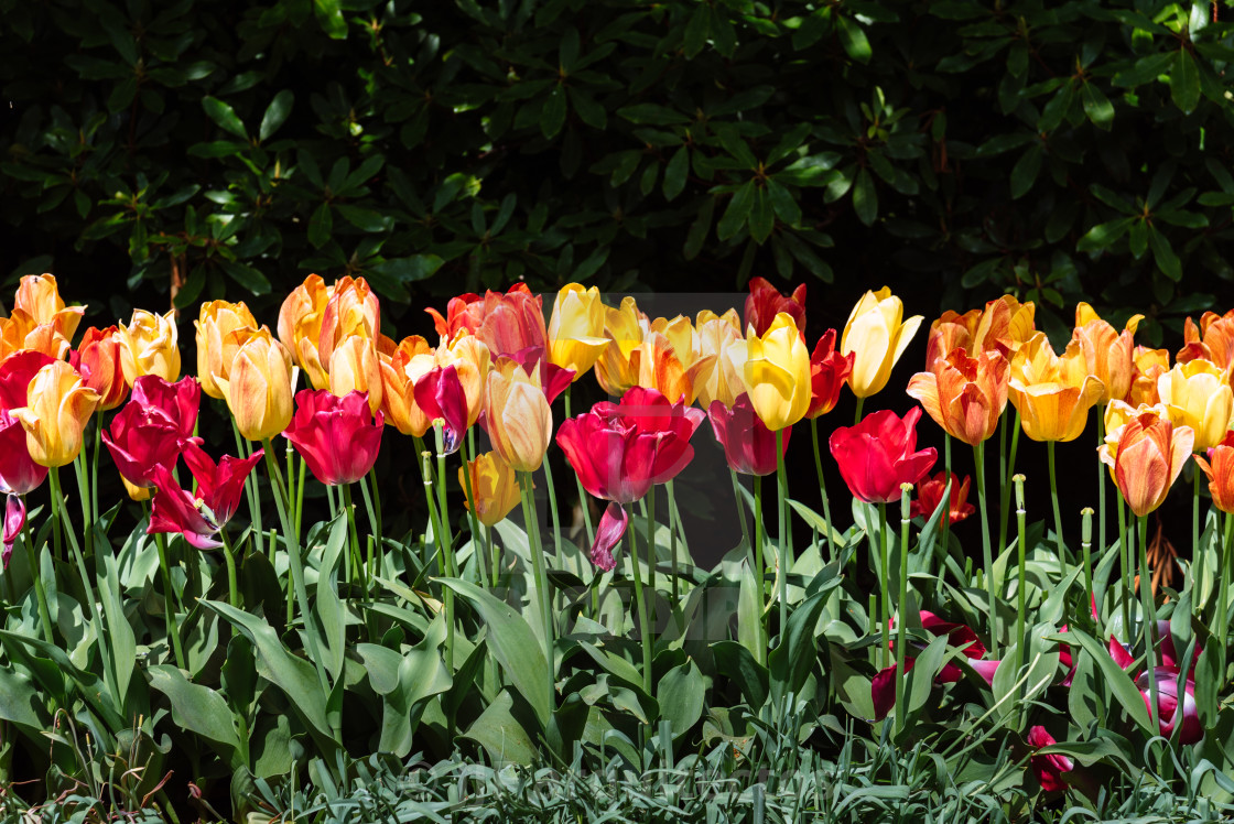 "A stunning photo capturing rows of tall multicolor tulips standing tall in a sea of lush green field" stock image