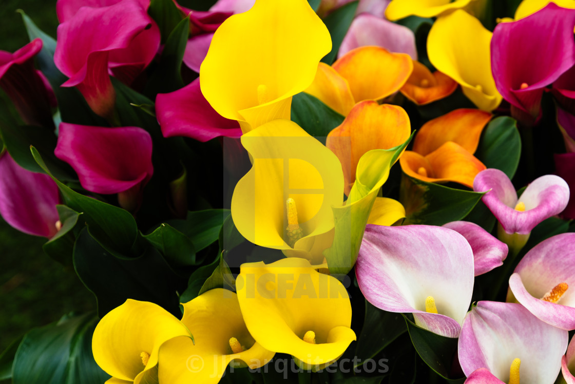 "Colorful spring fresh dutch tulips. Assorted colors" stock image