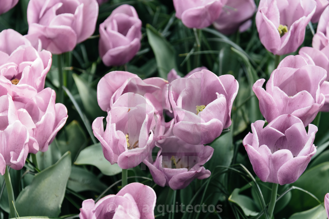 "Colorful spring fresh dutch tulips. Pink color" stock image