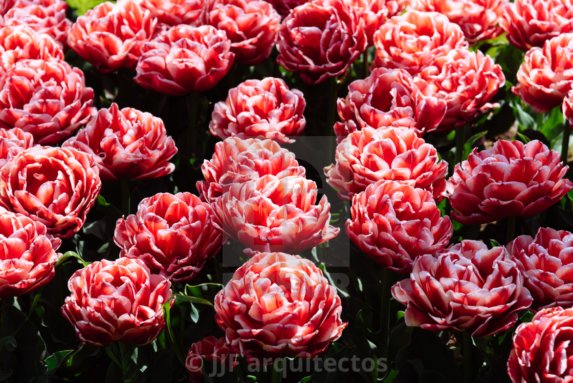 "Colorful spring fresh dutch tulips. Pink color" by JJF arquitectos - $18.68 "Colorful spring fresh dutch tulips. Pink color" stock image