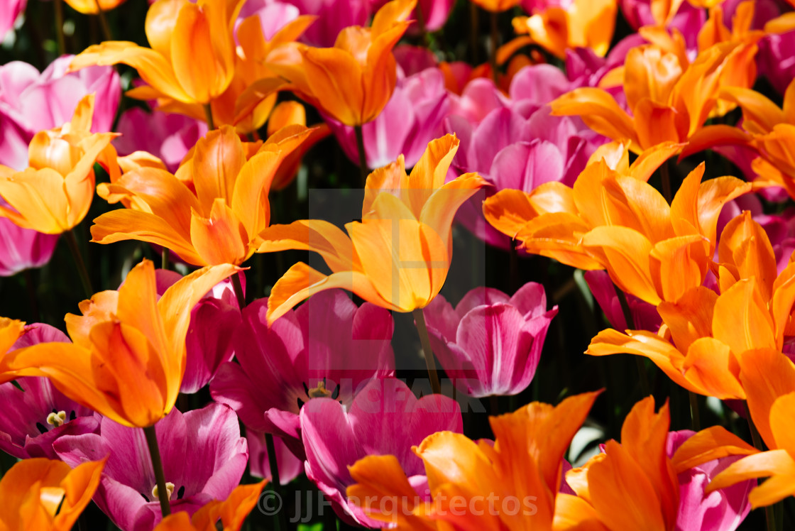 "Colorful spring fresh dutch tulips. Assorted colors. Pink and orange" stock image