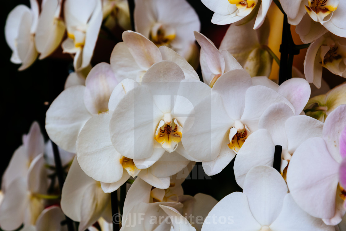 "Close-up of colorful white tulips. Nature background" stock image