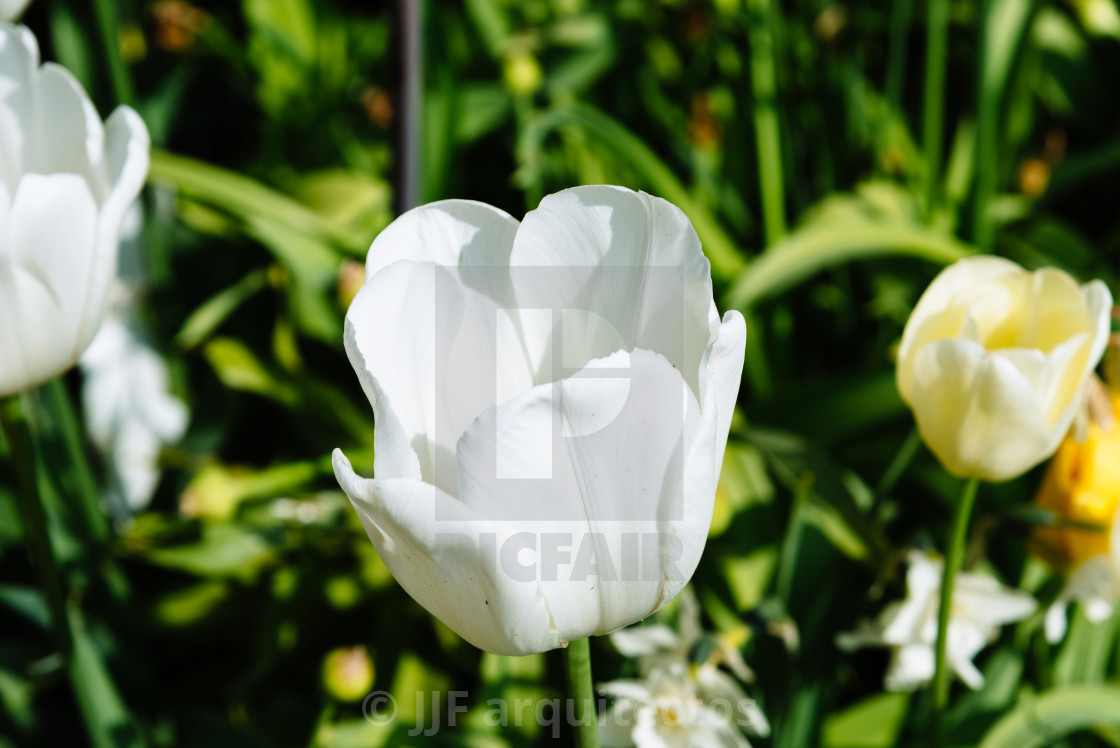 "Colorful spring fresh dutch tulips. White color" stock image