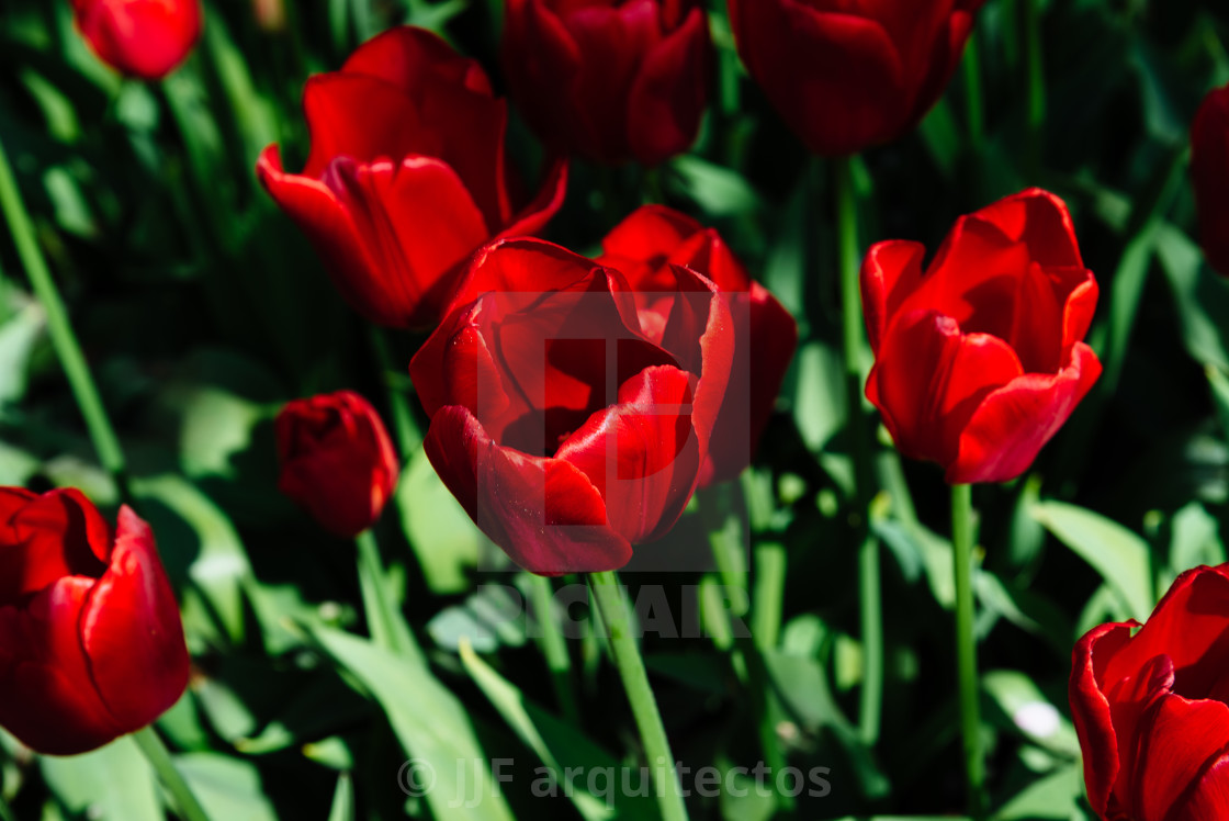 "Colorful spring fresh dutch tulips. Red tulips close-up" stock image