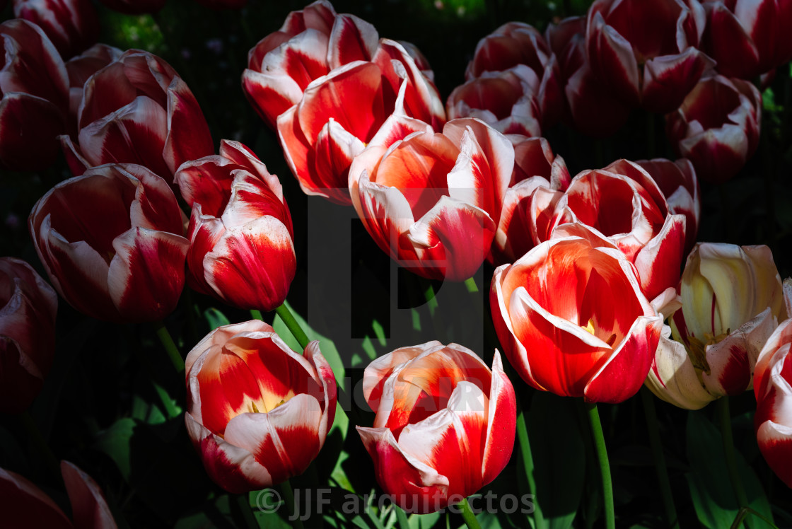 "Colorful spring fresh dutch tulips. Assorted colors" by JJF arquitectos - $18.68 "Colorful spring fresh dutch tulips. Assorted colors" stock image