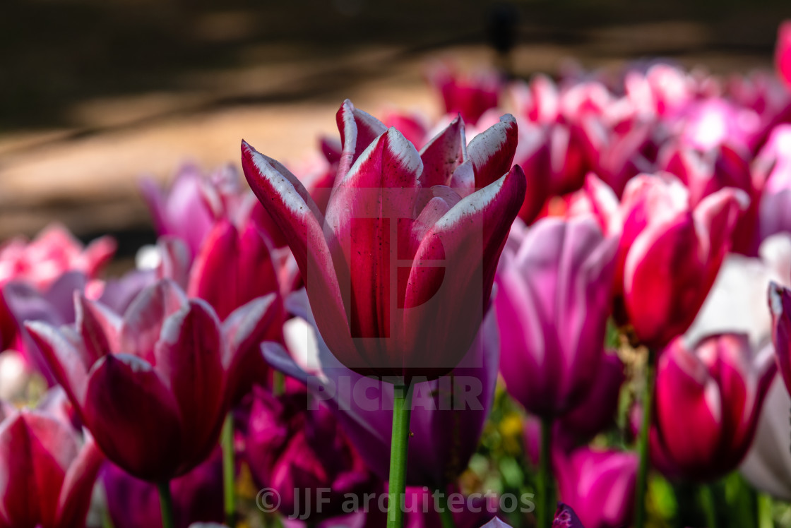 "Colorful spring fresh dutch tulips. Assorted colors" by JJF arquitectos - $18.68 "Colorful spring fresh dutch tulips. Assorted colors" stock image