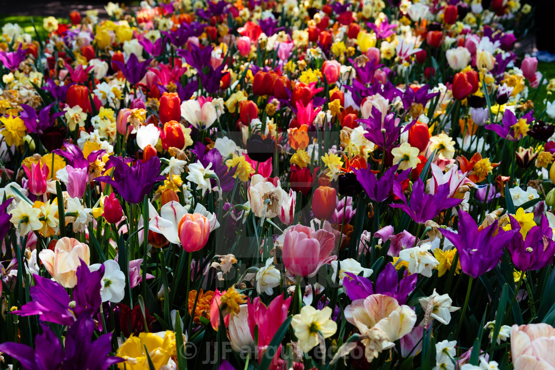 "Colorful spring fresh dutch tulips. Assorted colors" stock image