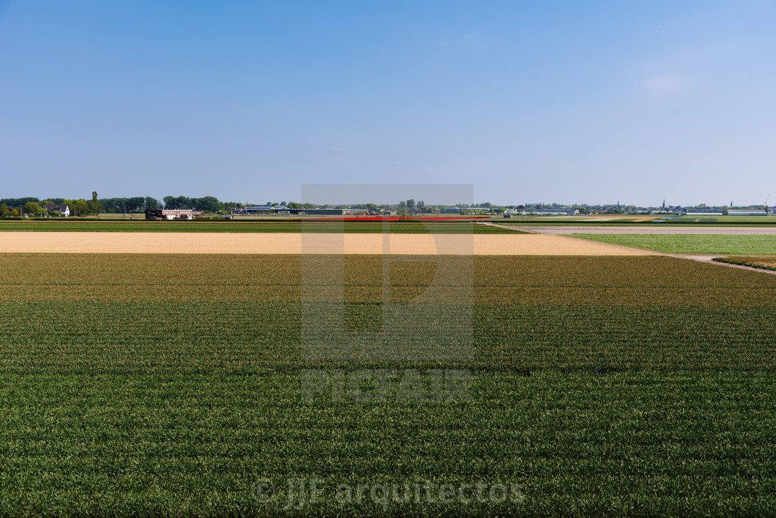 "Aerial view of a Dutch farm amidst colorful tulip fields, in full bloom during the beautiful spring season" stock image