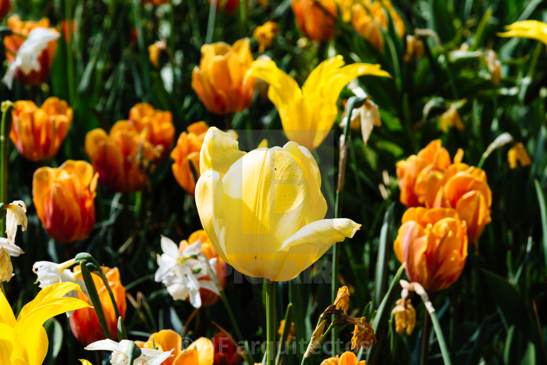 "Colorful spring fresh dutch tulips. Yellow color" by JJF arquitectos - $18.68 "Colorful spring fresh dutch tulips. Yellow color" stock image