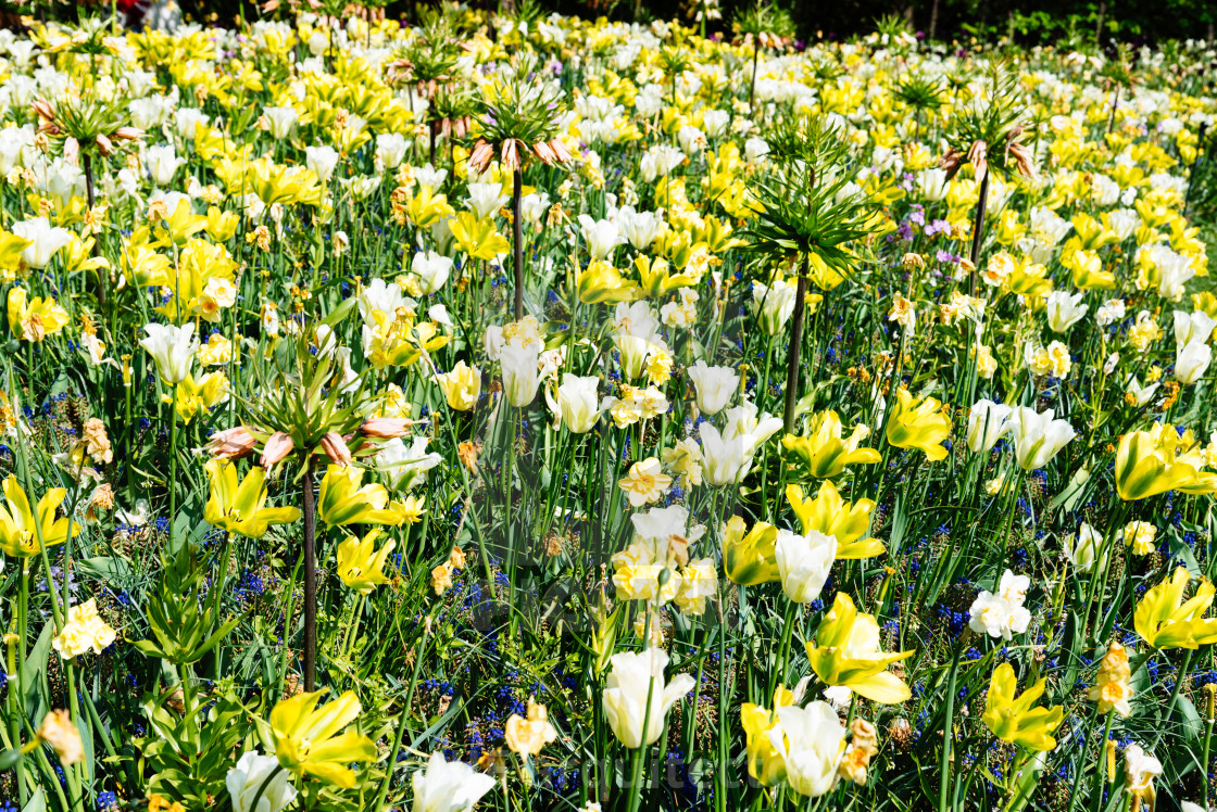 "Colorful spring fresh dutch tulips. Yellow color" stock image