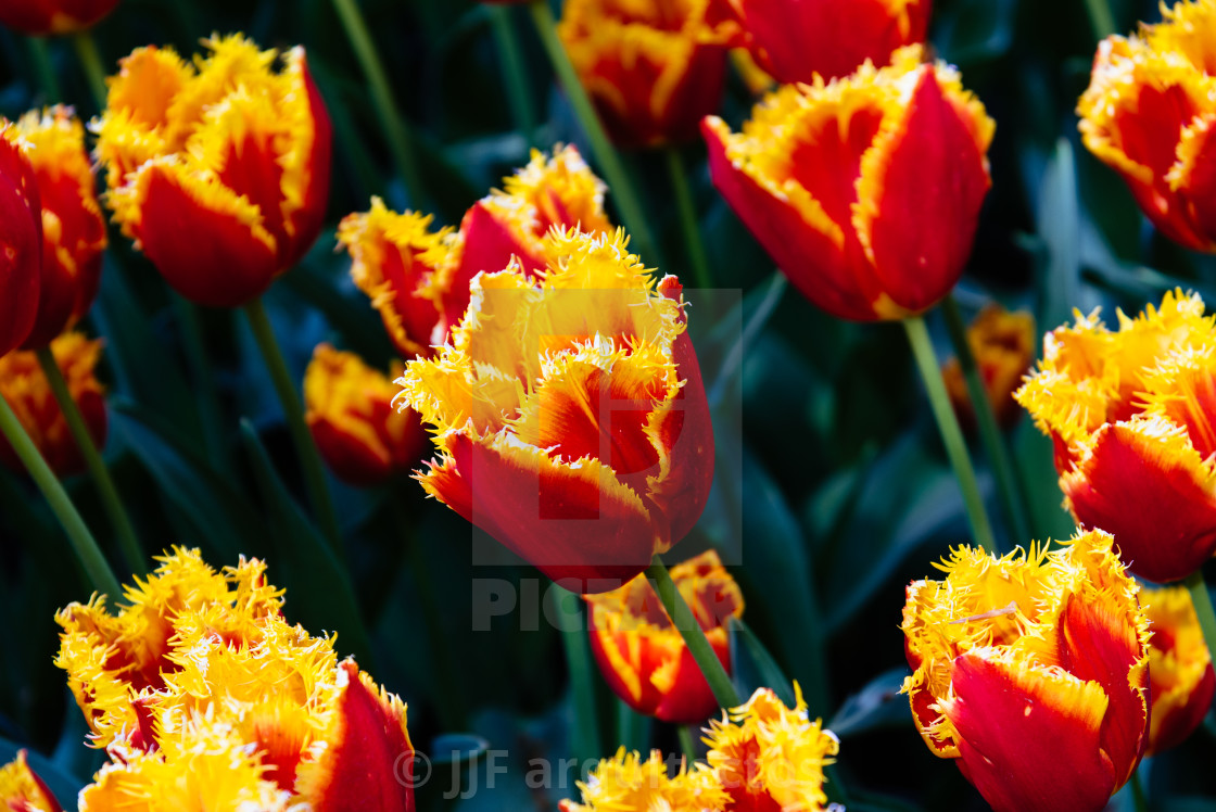 "Colorful spring fresh dutch tulips. Assorted colors" stock image