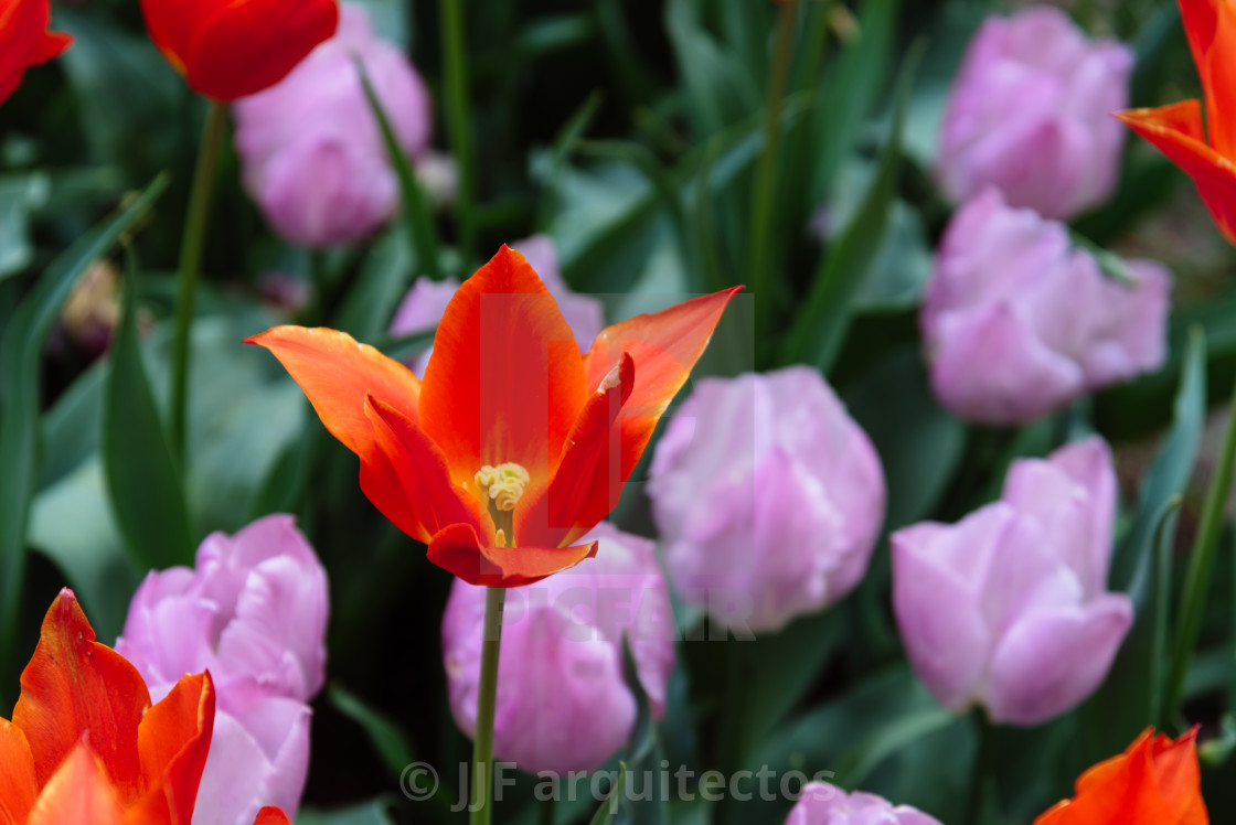 "Colorful spring fresh dutch tulips. Assorted colors" stock image