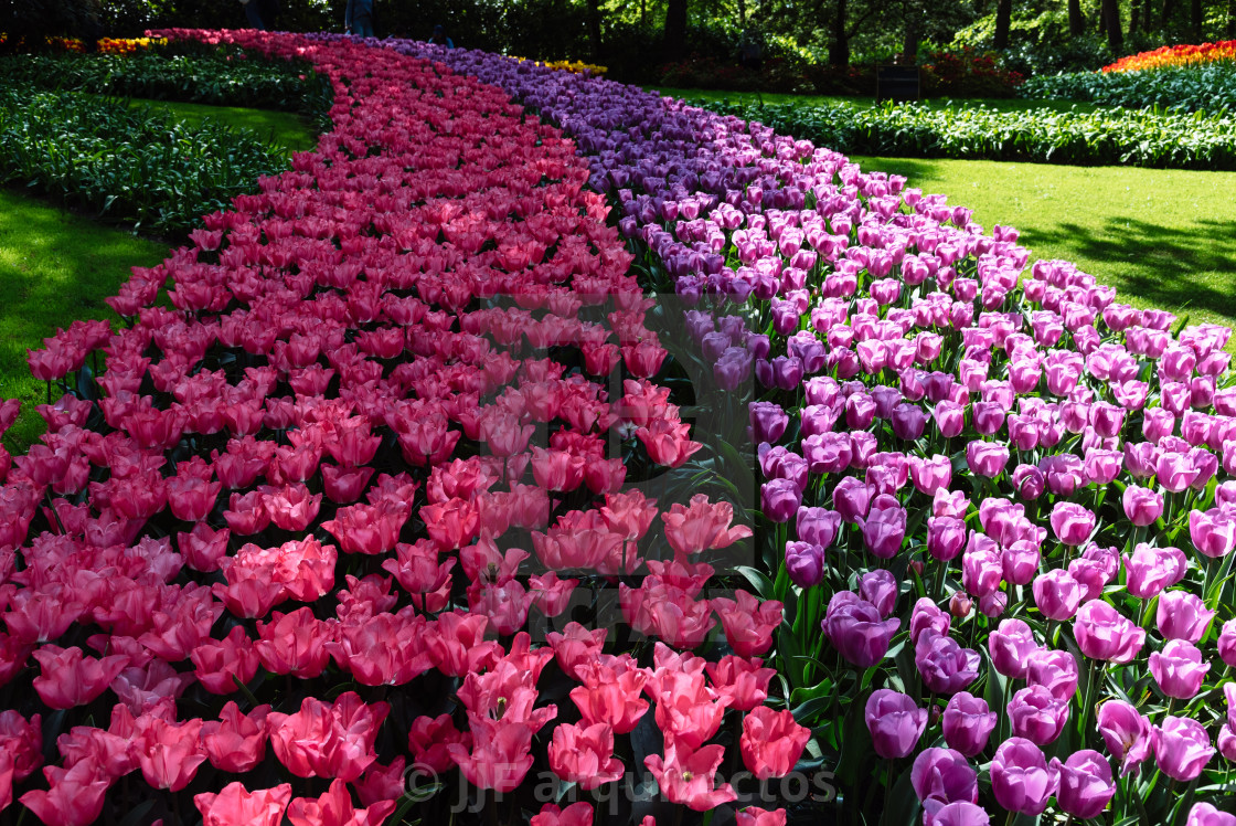"Colorful spring fresh dutch tulips. Assorted colors" stock image