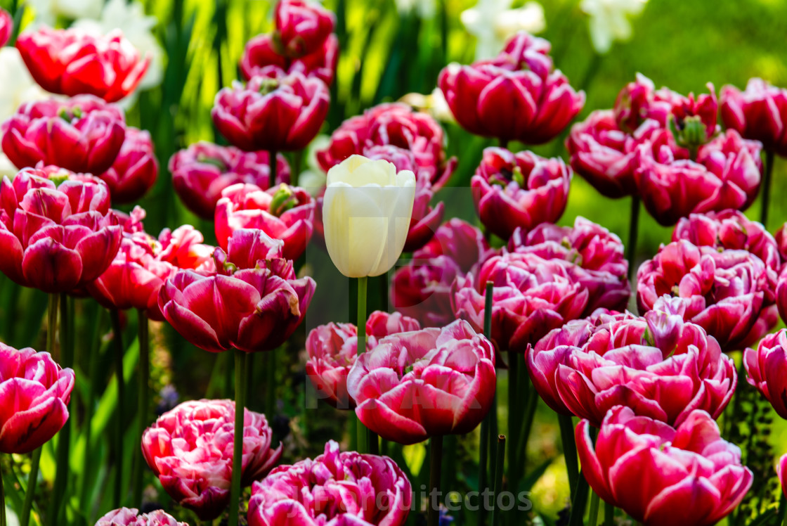 "Colorful spring fresh dutch tulips. Assorted colors" stock image