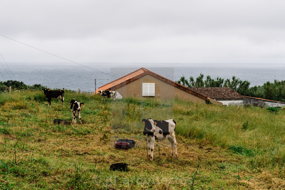 "Cows grazing at the farm against the ocean a cloudy day of summer in Terceira Island, Azores, Portugal" stock image