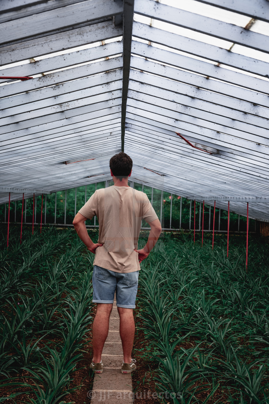 "Rear view of young adult inside a pineapple Greenhouse in plantation at Sao Miguel island" stock image