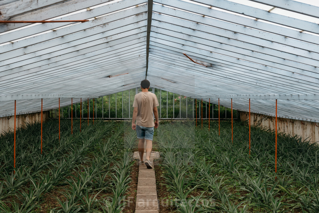 "Rear view of young adult inside a pineapple Greenhouse in plantation at Sao Miguel island" stock image