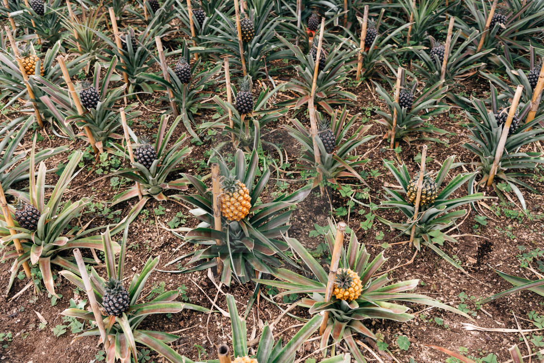 "Pineapple plantation in a Greenhouse at Sao Miguel island of the Azores.. Portugal" stock image