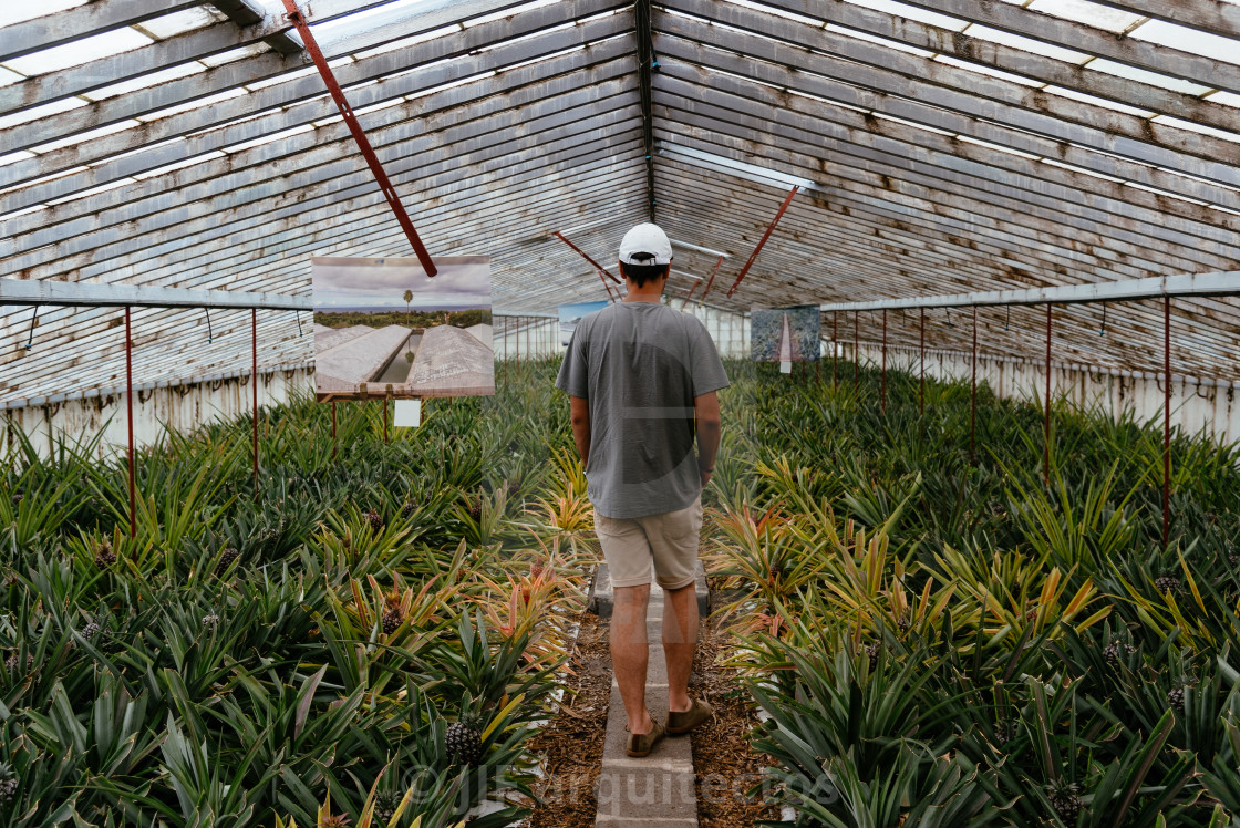 "Rear view of young adult inside a pineapple Greenhouse in plantation at Sao Miguel island" stock image