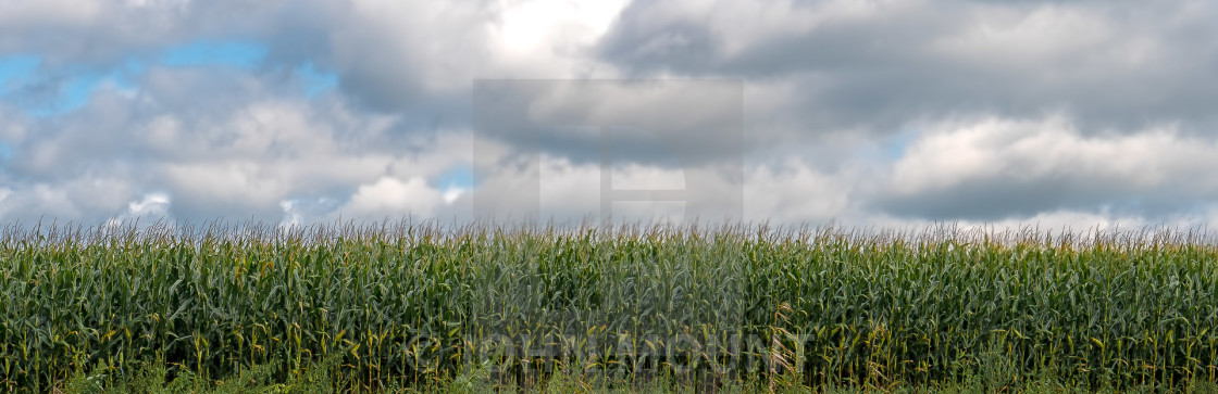 "CORNFIELD AND CLOUDS" by JOHN MOUNT - $25.10 "CORNFIELD AND CLOUDS" stock image
