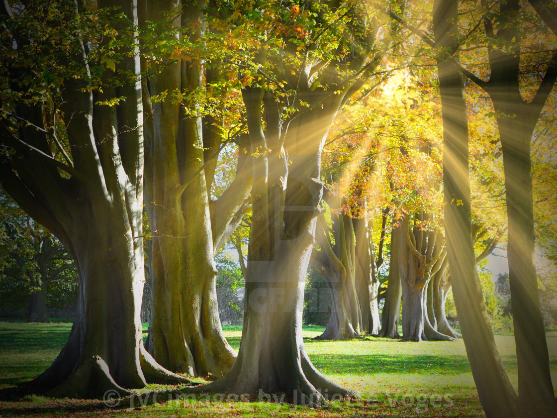 "Autumn Sunrays" stock image