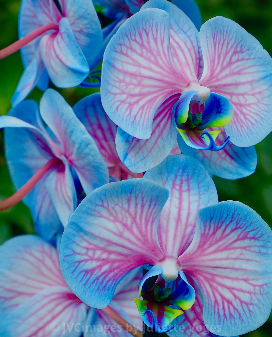 "Pink And Blue Orchids" stock image