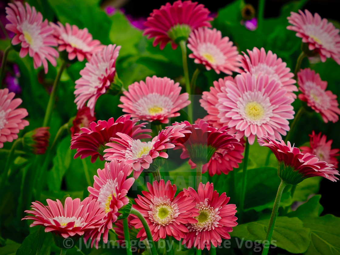 "Rosy Pink Gerbera Flowers" by JVCimages by Juliette Voges - £10.00 "Rosy Pink Gerbera Flowers" stock image