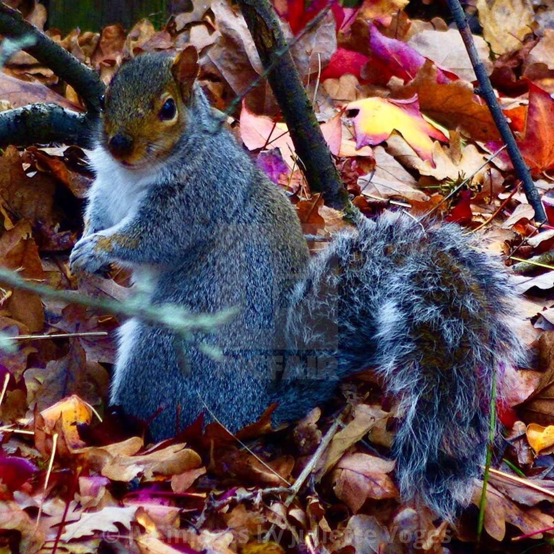 "Grey Squirrel" stock image