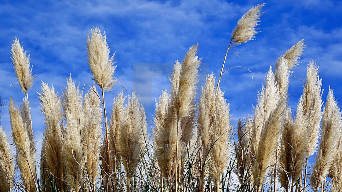 "Pampas Grass Reed Heads" stock image