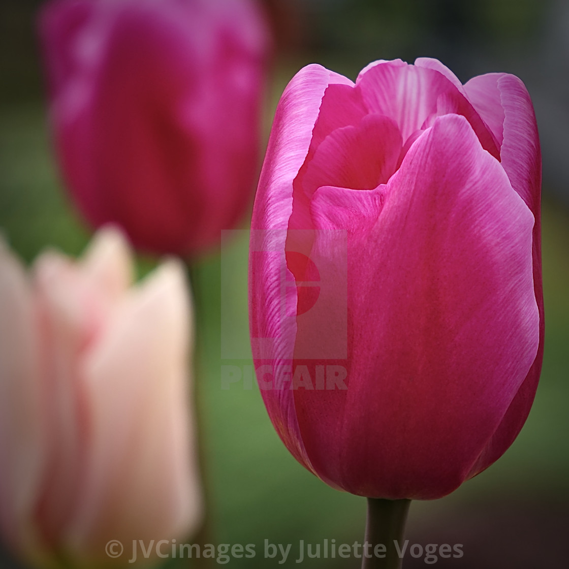 "Tulip Flower Heads" stock image