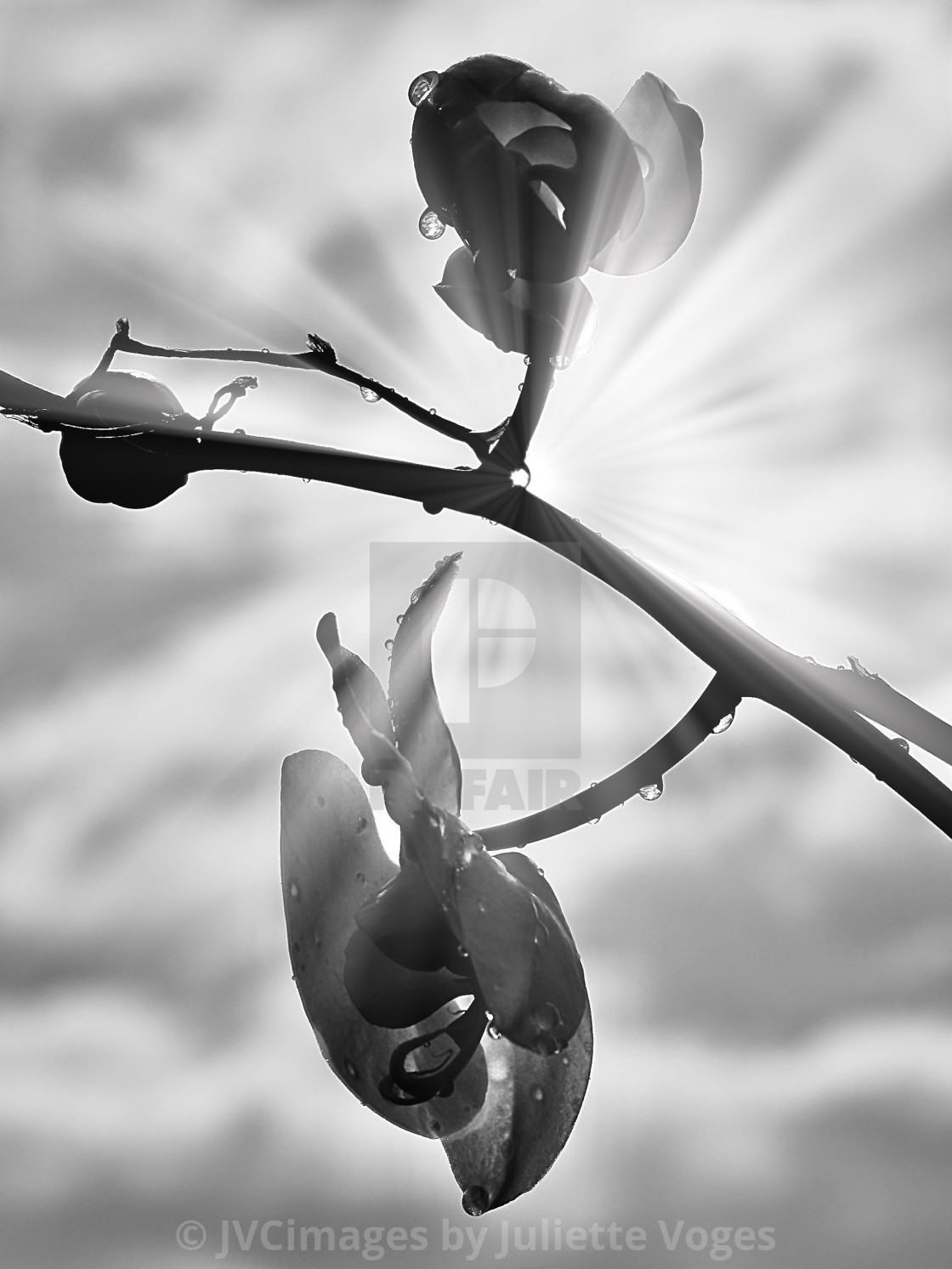 "After The Rain" by JVCimages by Juliette Voges - £10.00 "After The Rain" stock image