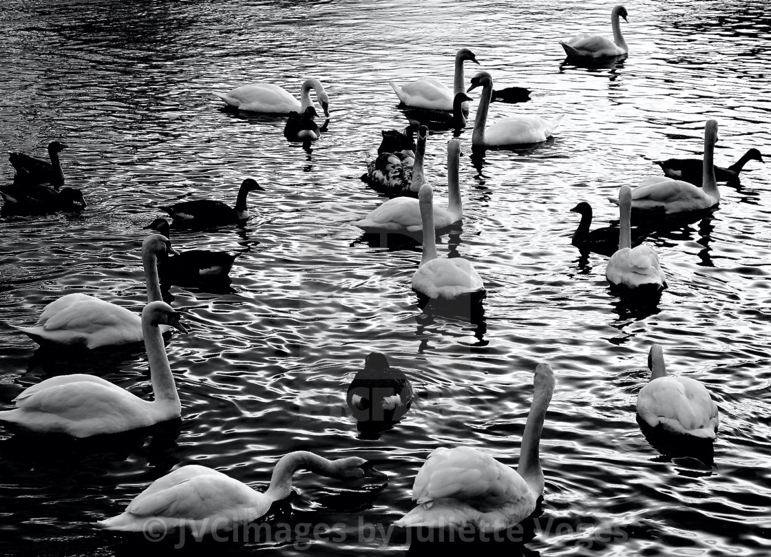 "Swans-A-Swimming" stock image