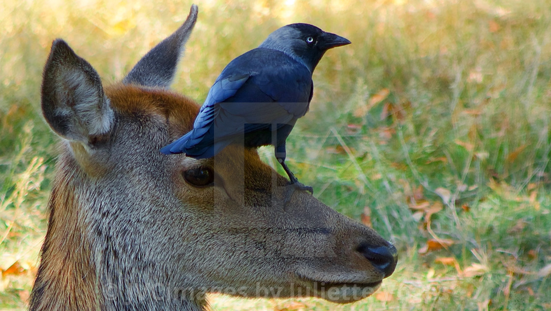 "Crow On A Deer's Head" by JVCimages by Juliette Voges - £10.00 "Crow On A Deer's Head" stock image