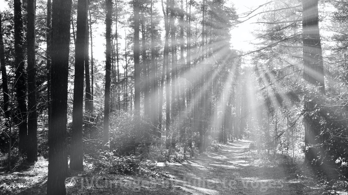 "Sunrays And Trees" stock image