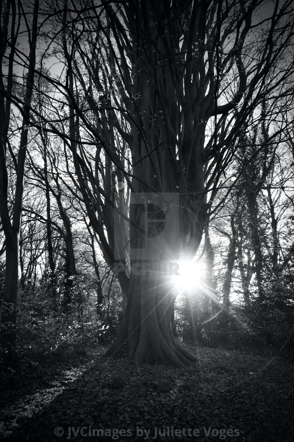 "Sun Trapped" by JVCimages by Juliette Voges - £10.00 "Sun Trapped" stock image