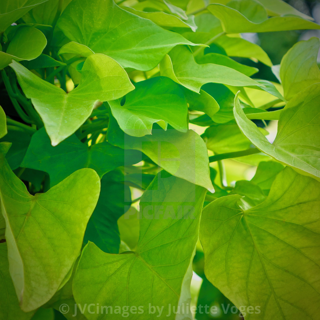 "Fresh Green Leaves" stock image