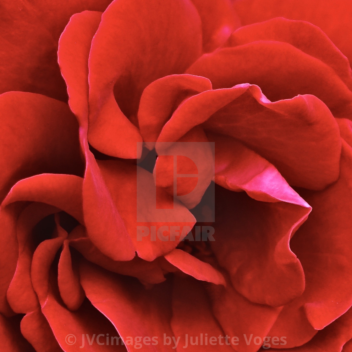 "Red Rose" stock image