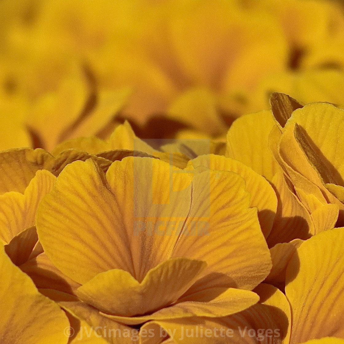 "Yellow Primroses" by JVCimages by Juliette Voges - £10.00 "Yellow Primroses" stock image