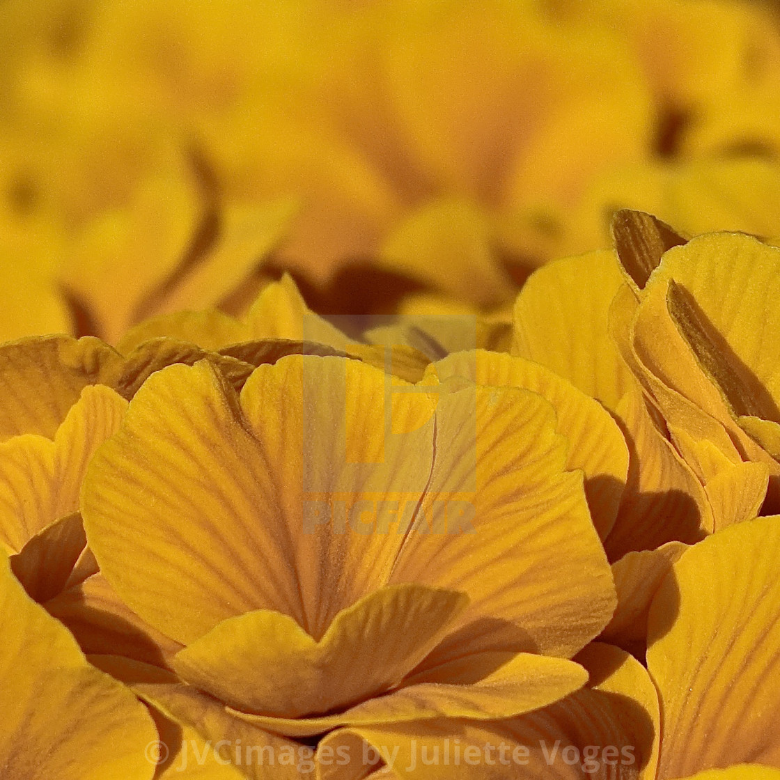 "Yellow Primroses" stock image