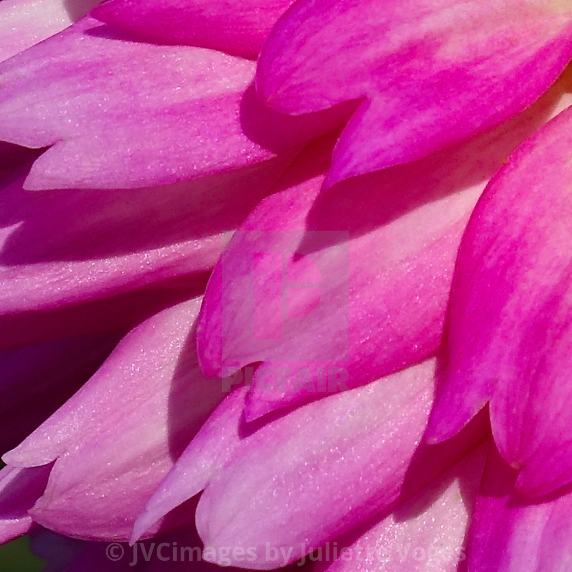 "Pink Dahlia Flower Petals" stock image