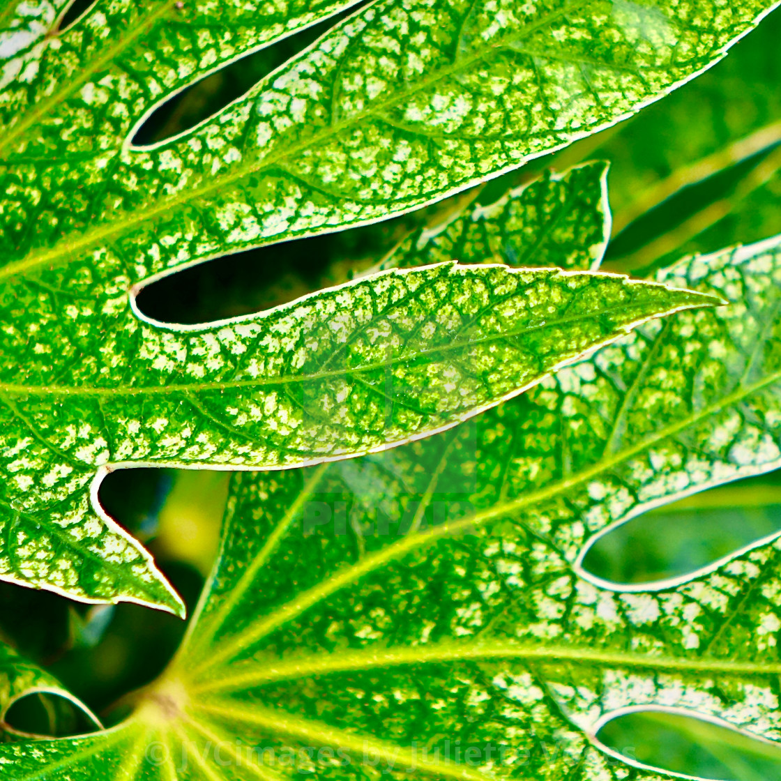 "Patterned Green Leaf (Fatsia Japonica)" stock image