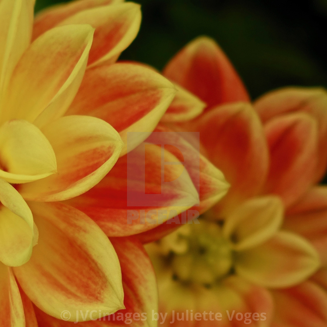 "Yellow & Red Flower Heads" stock image