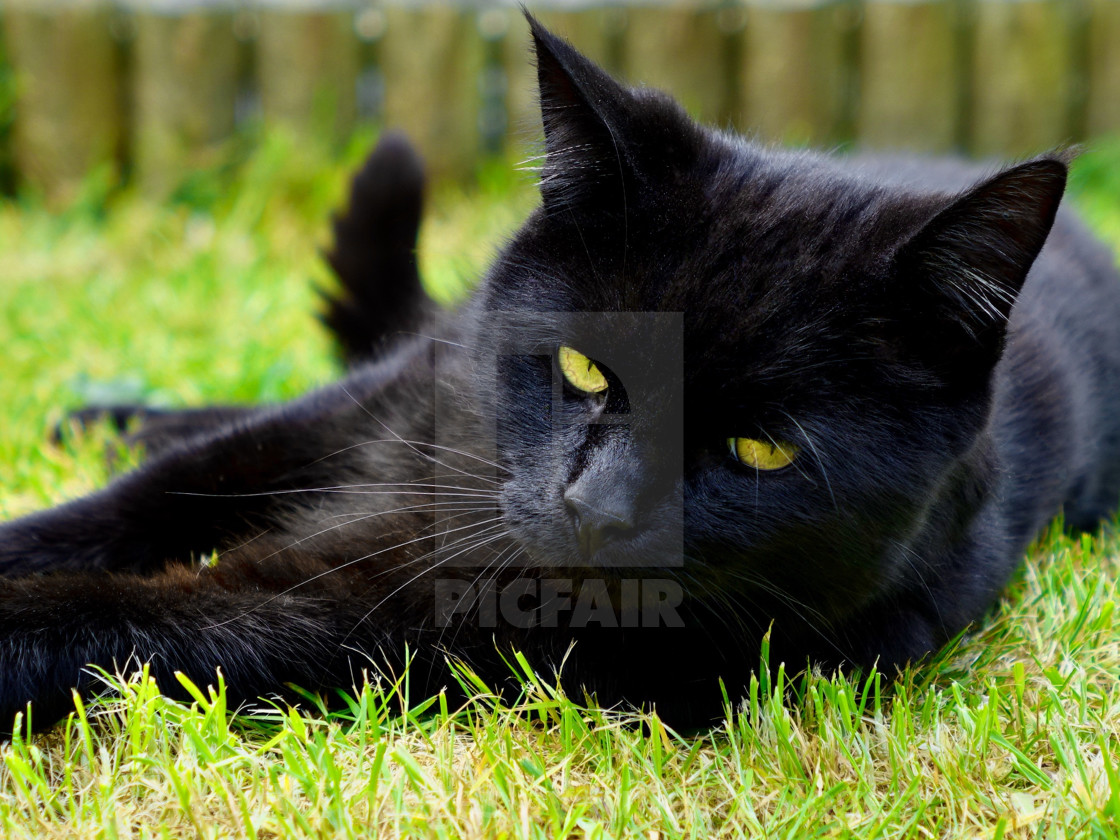 "Black Cat" stock image