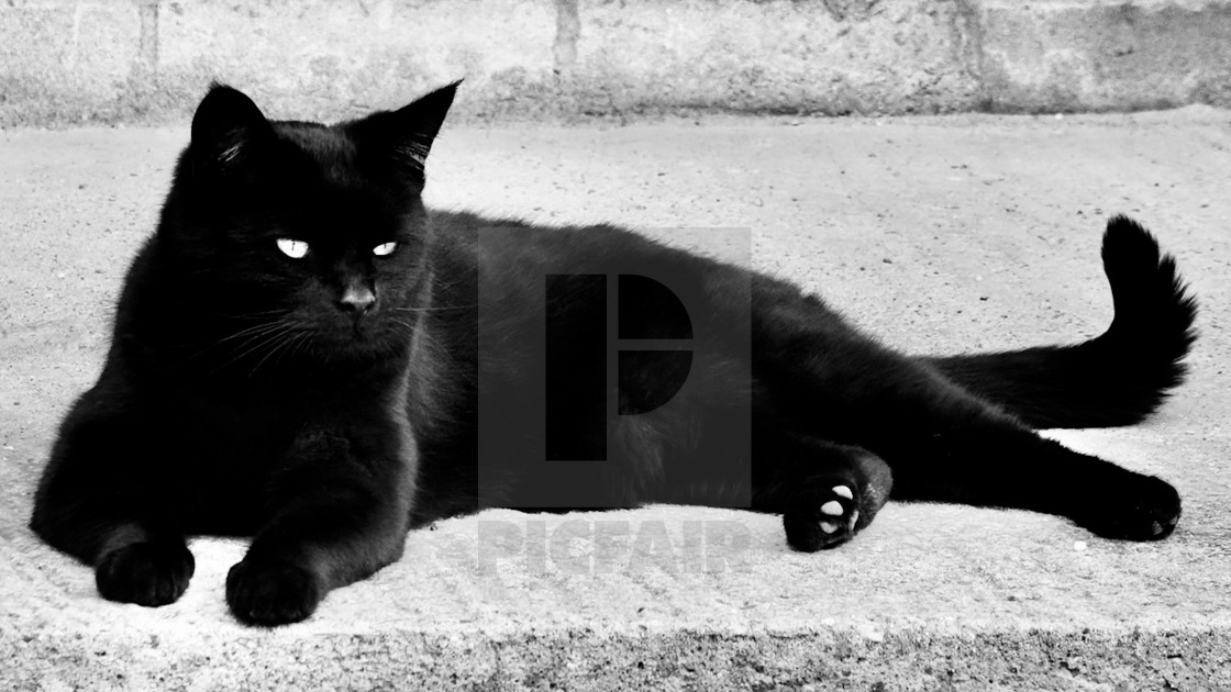 "Black Cat Lying Down" stock image